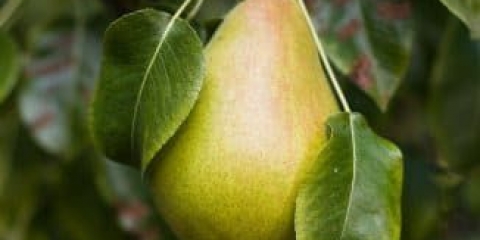 Kako uzgajati kruške u predgrađu